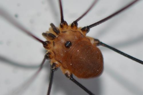 Réf. 240 797 : Leiobunum rotundum